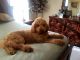 Golden Doodle Puppies for sale in Winston-Salem, NC 27107, USA. price: NA