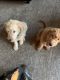 Golden Doodle Puppies for sale in Medina, OH 44256, USA. price: NA