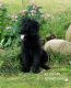 Golden Doodle Puppies for sale in Coloma, MI 49038, USA. price: NA