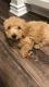 Golden Doodle Puppies for sale in Rancho Cucamonga, CA, USA. price: $1,400