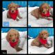 Golden Doodle Puppies for sale in 1610 W Main St, Chanute, KS 66720, USA. price: NA