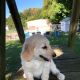 Golden Doodle Puppies for sale in Elkhart, IN, USA. price: $750
