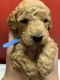 Golden Doodle Puppies for sale in Grand Rapids, MI, USA. price: $1,800