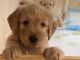 Golden Doodle Puppies for sale in Englewood, FL, USA. price: $975