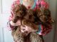Golden Doodle Puppies for sale in Cleveland, OH, USA. price: NA