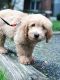 Golden Doodle Puppies for sale in Boston, MA, USA. price: NA
