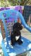 Golden Doodle Puppies for sale in Rockingham, NC 28379, USA. price: NA
