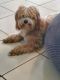 Golden Doodle Puppies for sale in Fort Lauderdale, FL, USA. price: NA