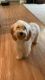 Golden Doodle Puppies for sale in Bradenton, FL 34208, USA. price: $3,000
