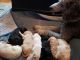 Golden Doodle Puppies for sale in Levels, WV 26763, USA. price: $950