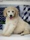 Golden Doodle Puppies for sale in Laguna Niguel, CA, USA. price: NA