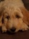 Golden Doodle Puppies for sale in Weeki Wachee, FL, USA. price: NA
