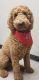 Golden Doodle Puppies for sale in Willis, TX, USA. price: NA