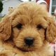 Golden Doodle Puppies for sale in Plymouth, IN 46563, USA. price: NA