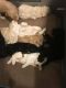 Golden Doodle Puppies for sale in Fort Walton Beach, FL, USA. price: NA