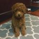 Golden Doodle Puppies for sale in Du Quoin, IL 62832, USA. price: NA