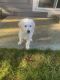 Golden Doodle Puppies for sale in Snohomish, WA, USA. price: NA