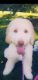 Golden Doodle Puppies for sale in Eagan, MN, USA. price: NA
