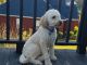 Golden Doodle Puppies for sale in Troy, AL, USA. price: NA