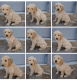 Golden Doodle Puppies for sale in Bradleyville, MO 65614, USA. price: NA