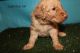 Golden Doodle Puppies for sale in Sioux City, IA, USA. price: NA