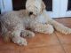 Golden Doodle Puppies for sale in Thomas St, Hollywood, FL, USA. price: NA