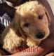 Golden Doodle Puppies for sale in Metropolis, IL, USA. price: NA