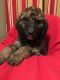 Golden Doodle Puppies for sale in Deputy, IN 47230, USA. price: $500