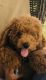Golden Doodle Puppies for sale in Tustin, CA, USA. price: NA