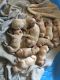 Golden Doodle Puppies for sale in Canton, NC 28716, USA. price: NA