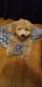 Golden Doodle Puppies for sale in Ridgewood, Queens, NY, USA. price: NA