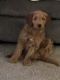 Golden Doodle Puppies for sale in 105 Iowa St, La Crosse, IN 46348, USA. price: NA