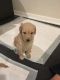 Golden Doodle Puppies for sale in St. Petersburg, FL, USA. price: $1,400