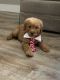 Golden Doodle Puppies for sale in North Vernon, IN 47265, USA. price: $600