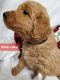 Golden Doodle Puppies for sale in Laurens, SC 29360, USA. price: $700