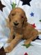 Golden Doodle Puppies for sale in Heber Springs, AR 72543, USA. price: $950