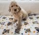 Golden Doodle Puppies for sale in White Cloud, MI 49349, USA. price: NA