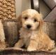 Golden Doodle Puppies for sale in Maryland City, MD, USA. price: NA
