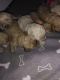 Golden Doodle Puppies for sale in Everett, WA, USA. price: NA