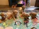 Golden Doodle Puppies for sale in Canton, NC 28716, USA. price: NA