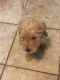 Golden Doodle Puppies for sale in Davidson, NC, USA. price: NA