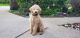 Golden Doodle Puppies for sale in Naperville, IL 60564, USA. price: $1,200