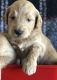 Golden Doodle Puppies for sale in Phelan, CA 92371, USA. price: NA