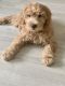 Golden Doodle Puppies for sale in Bellevue, WA, USA. price: NA