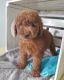 Golden Doodle Puppies for sale in Lawrenceville, GA, USA. price: $600