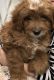 Golden Doodle Puppies for sale in Platte City, MO 64079, USA. price: NA