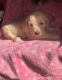 Golden Doodle Puppies for sale in Gaffney, SC, USA. price: NA