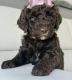 Golden Doodle Puppies for sale in Kissimmee, FL, USA. price: $995