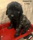 Golden Doodle Puppies for sale in Elbert, CO 80106, USA. price: NA