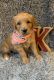 Golden Doodle Puppies for sale in Henderson, KY 42420, USA. price: NA